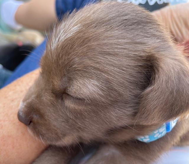 Bonnie (Spelling "B" litter), an adopted mixed breed in Redwood City, CA image 5/6
