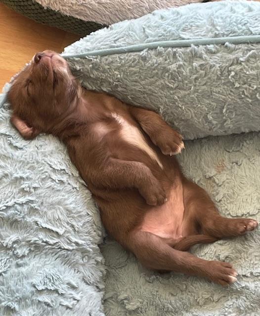 Bonnie (Spelling "B" litter), an adopted mixed breed in Redwood City, CA image 6/6