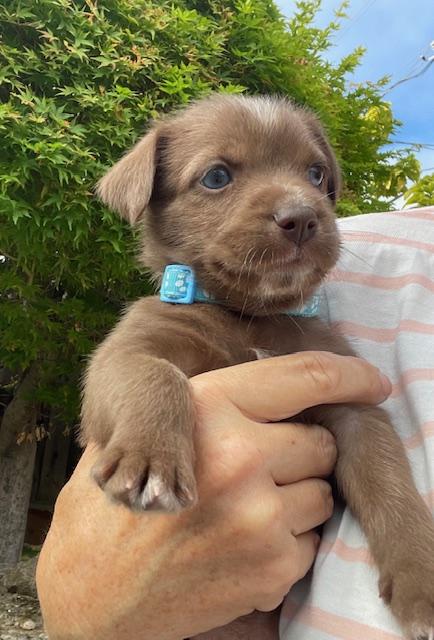 Bonnie (Spelling "B" litter), an adopted mixed breed in Redwood City, CA image 2/6