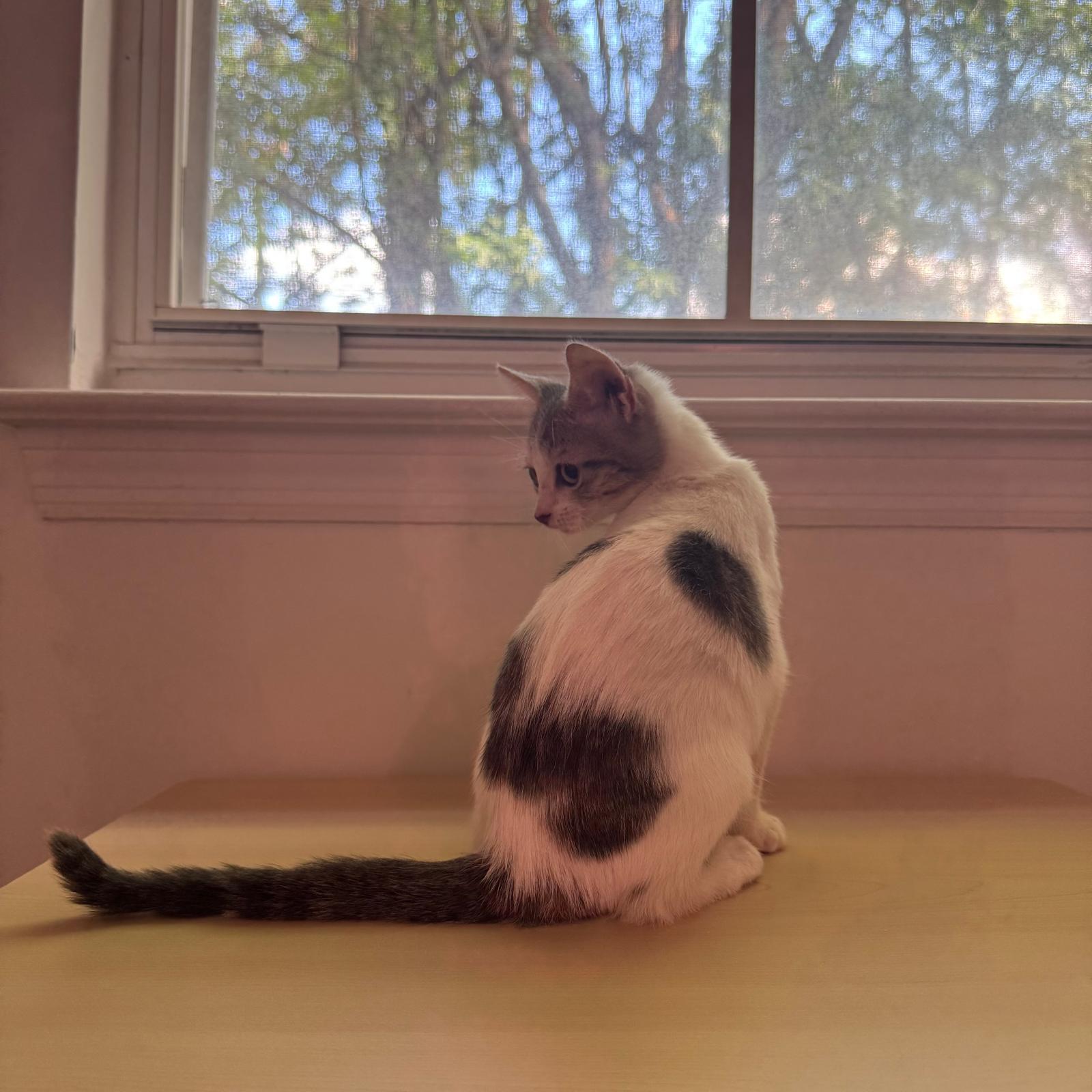 Enlarge Fern, a Adoptable Domestic Short Hair in Sunrise, FL image 3/4
