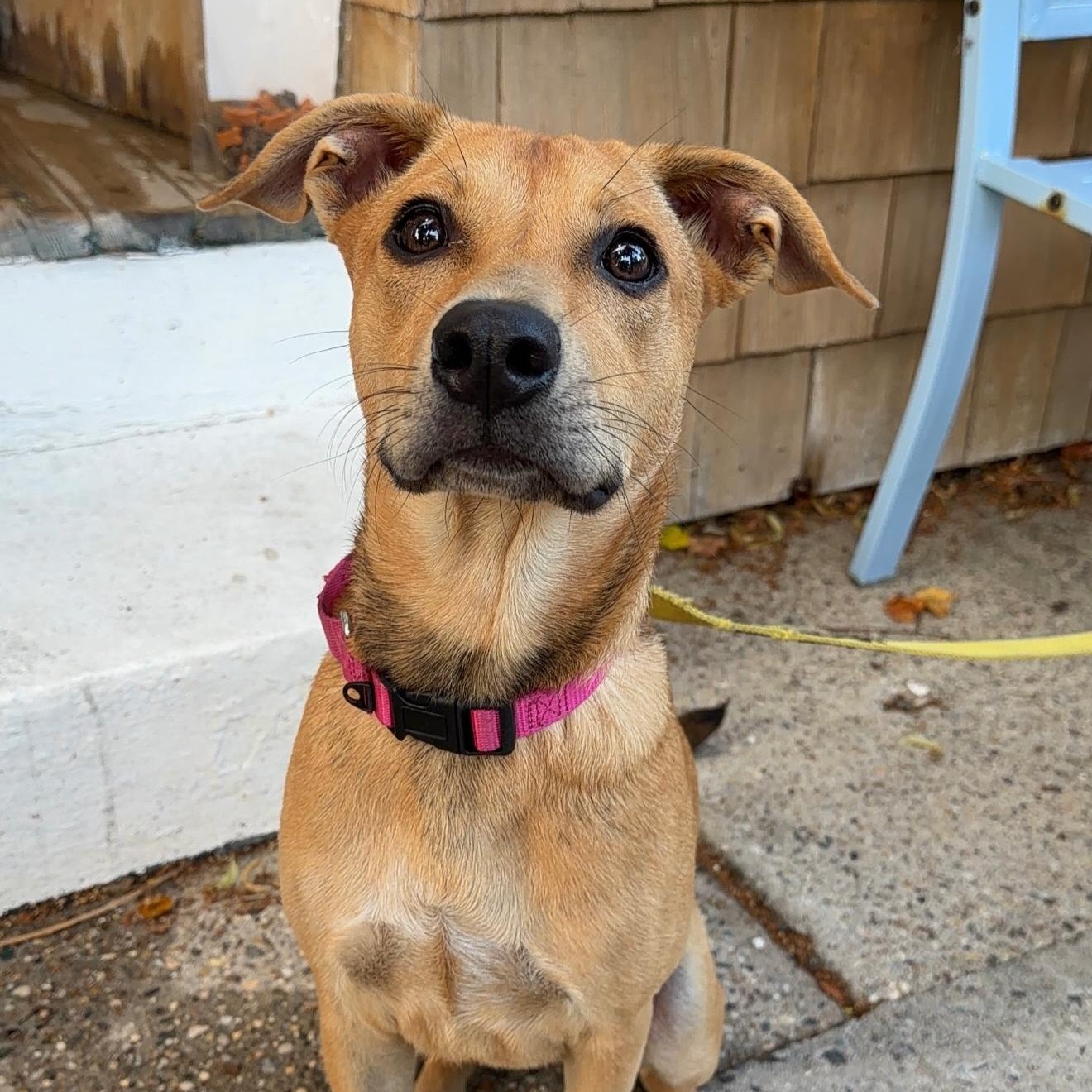 Enlarge Lilly, a ADOPTABLE Mixed Breed in Yaphank, NY image 6/6