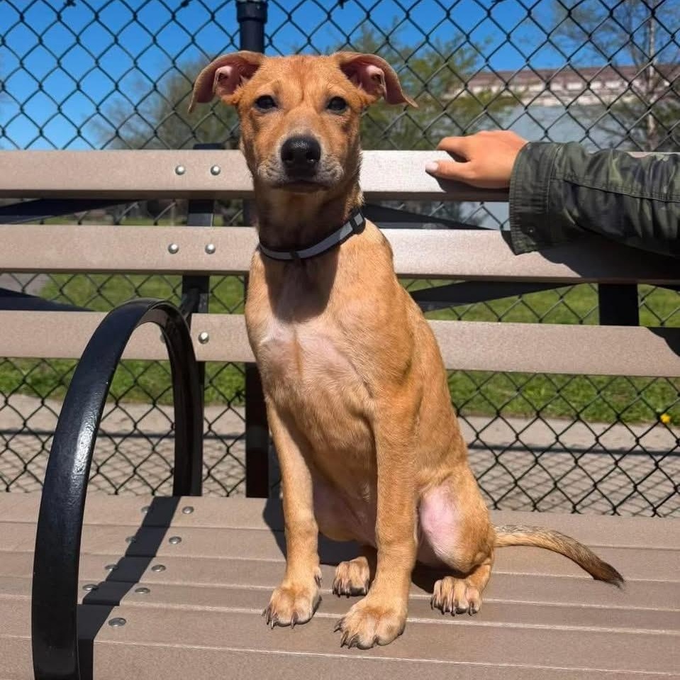 Enlarge Lilly, a ADOPTABLE Mixed Breed in Yaphank, NY image 5/6