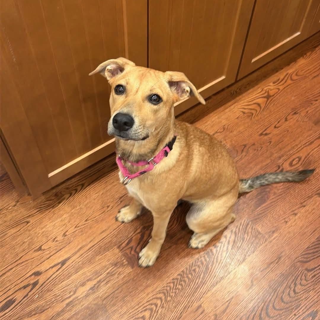 Enlarge Lilly, a ADOPTABLE Mixed Breed in Yaphank, NY image 3/6