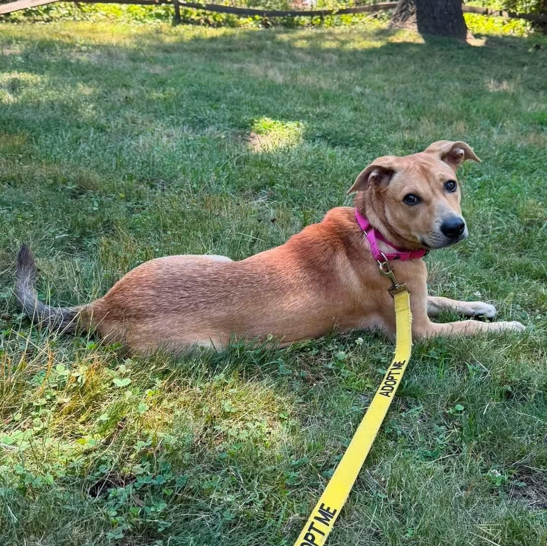 Enlarge Lilly, a ADOPTABLE Mixed Breed in Yaphank, NY image 2/6