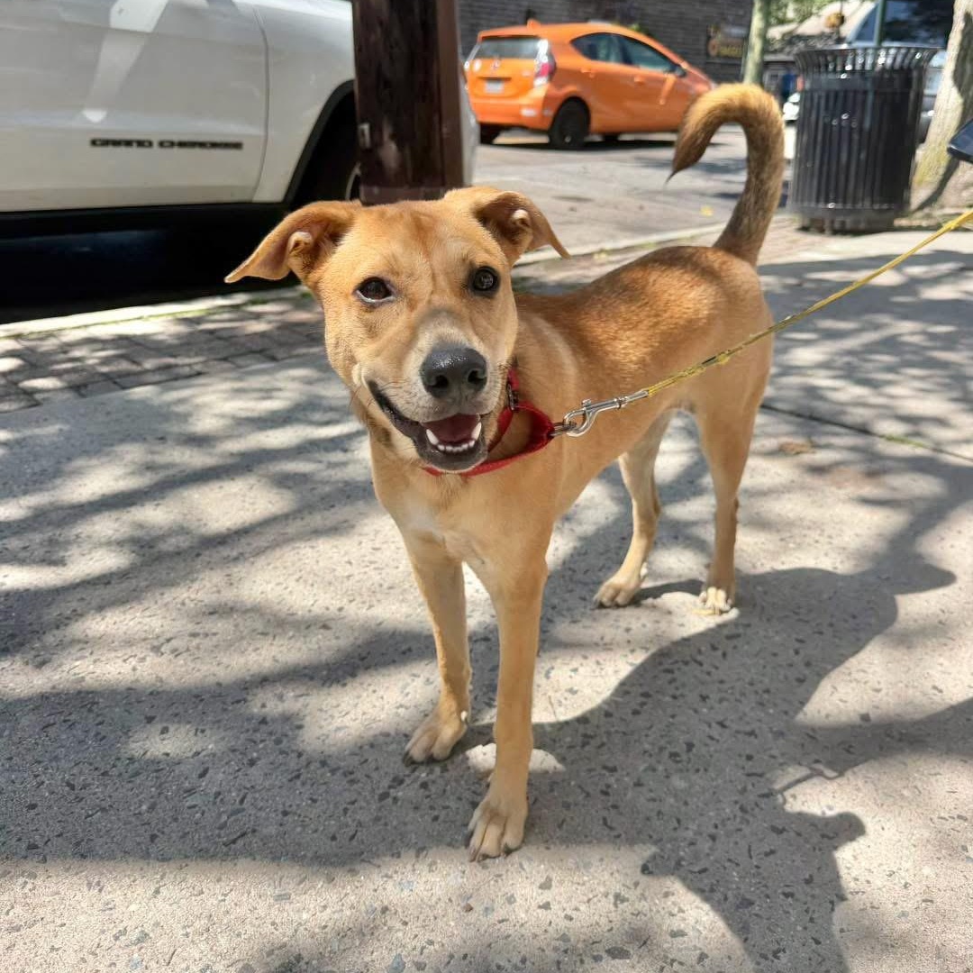 Lilly, ADOPTABLE, Puppy Female Mixed Breed.