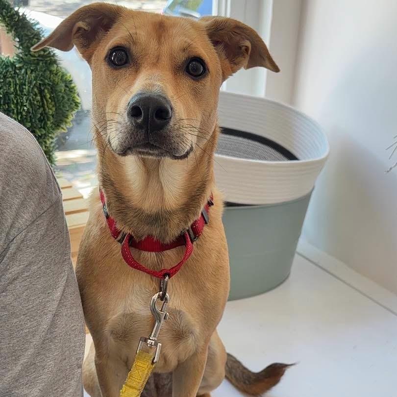 Enlarge Lilly, a ADOPTABLE Mixed Breed in Yaphank, NY image 6/6
