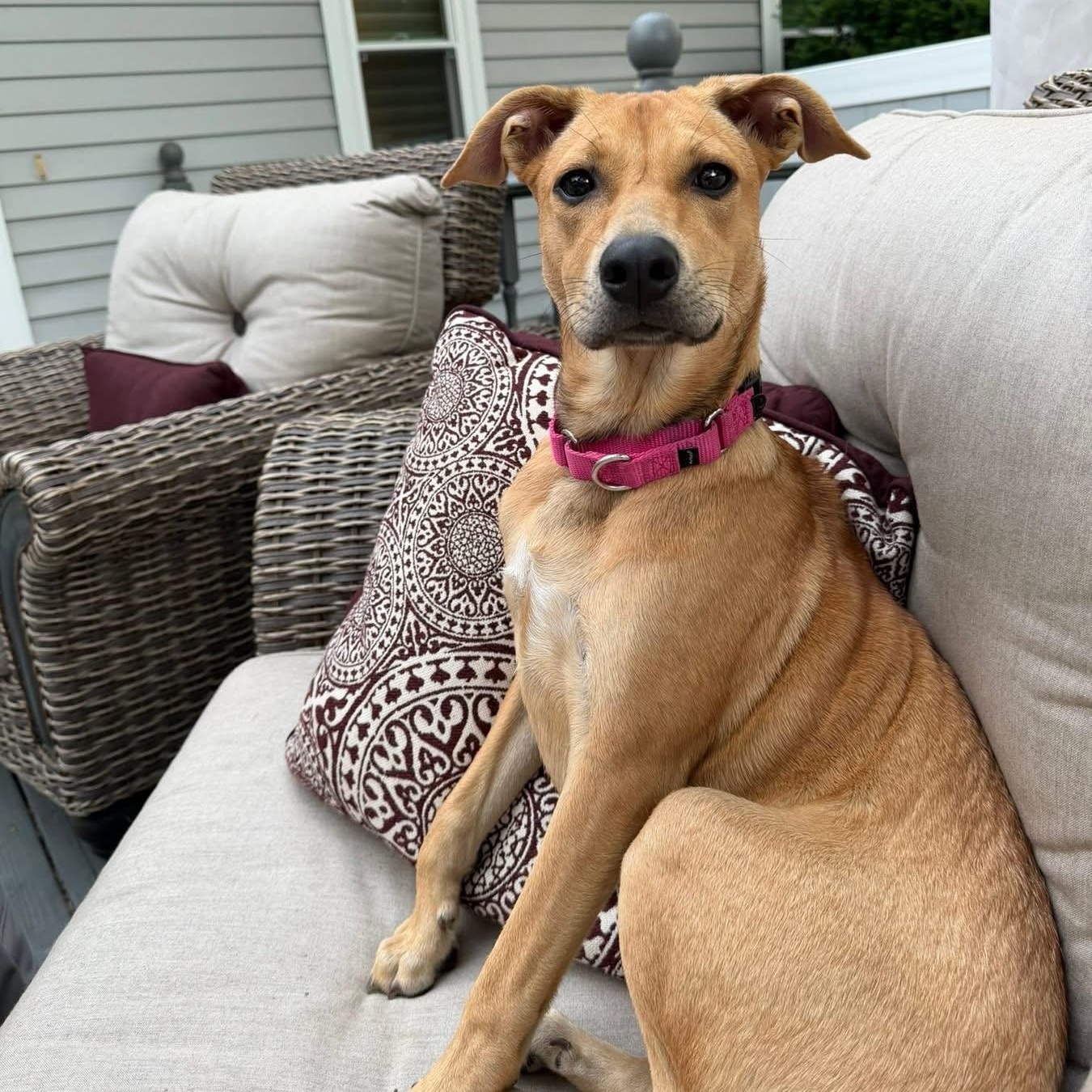 Enlarge Lilly, a ADOPTABLE Mixed Breed in Yaphank, NY image 1/6