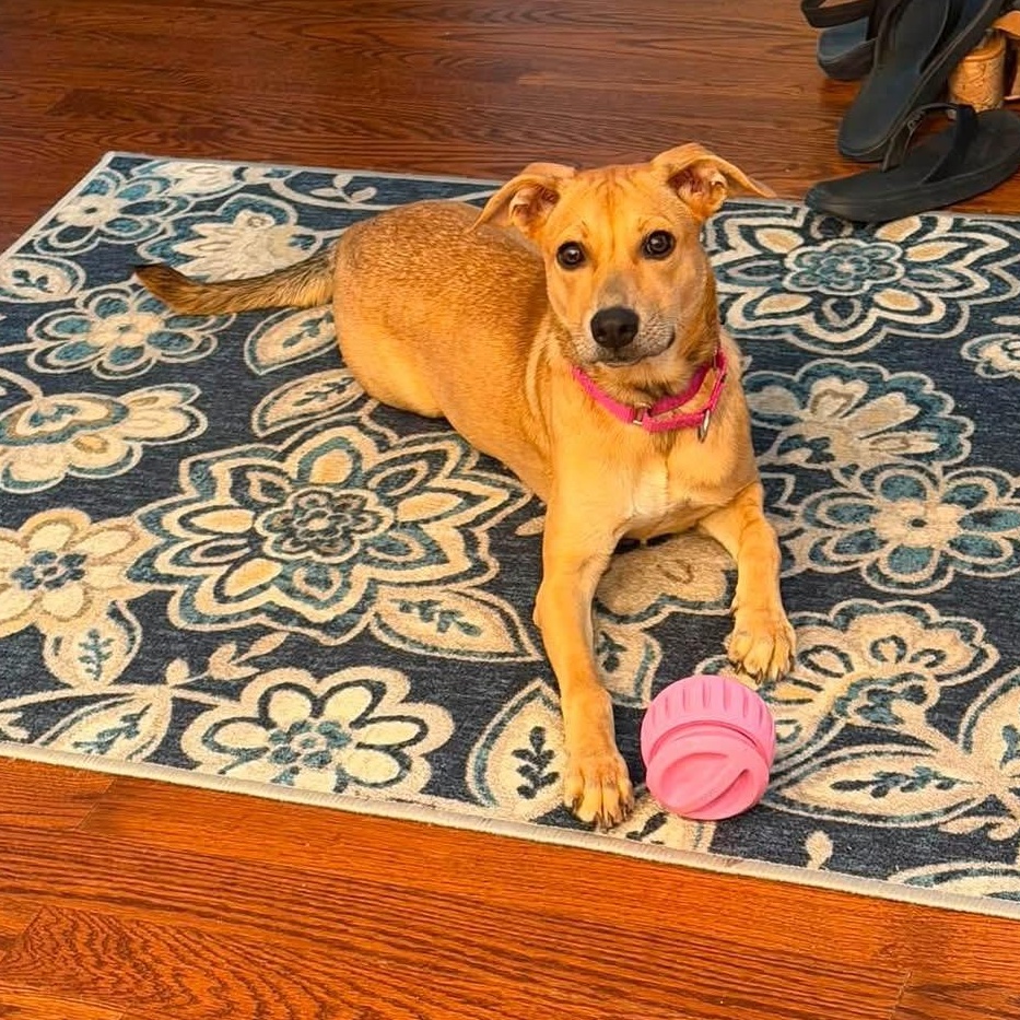 Enlarge Lilly, a ADOPTABLE Mixed Breed in Yaphank, NY image 4/6