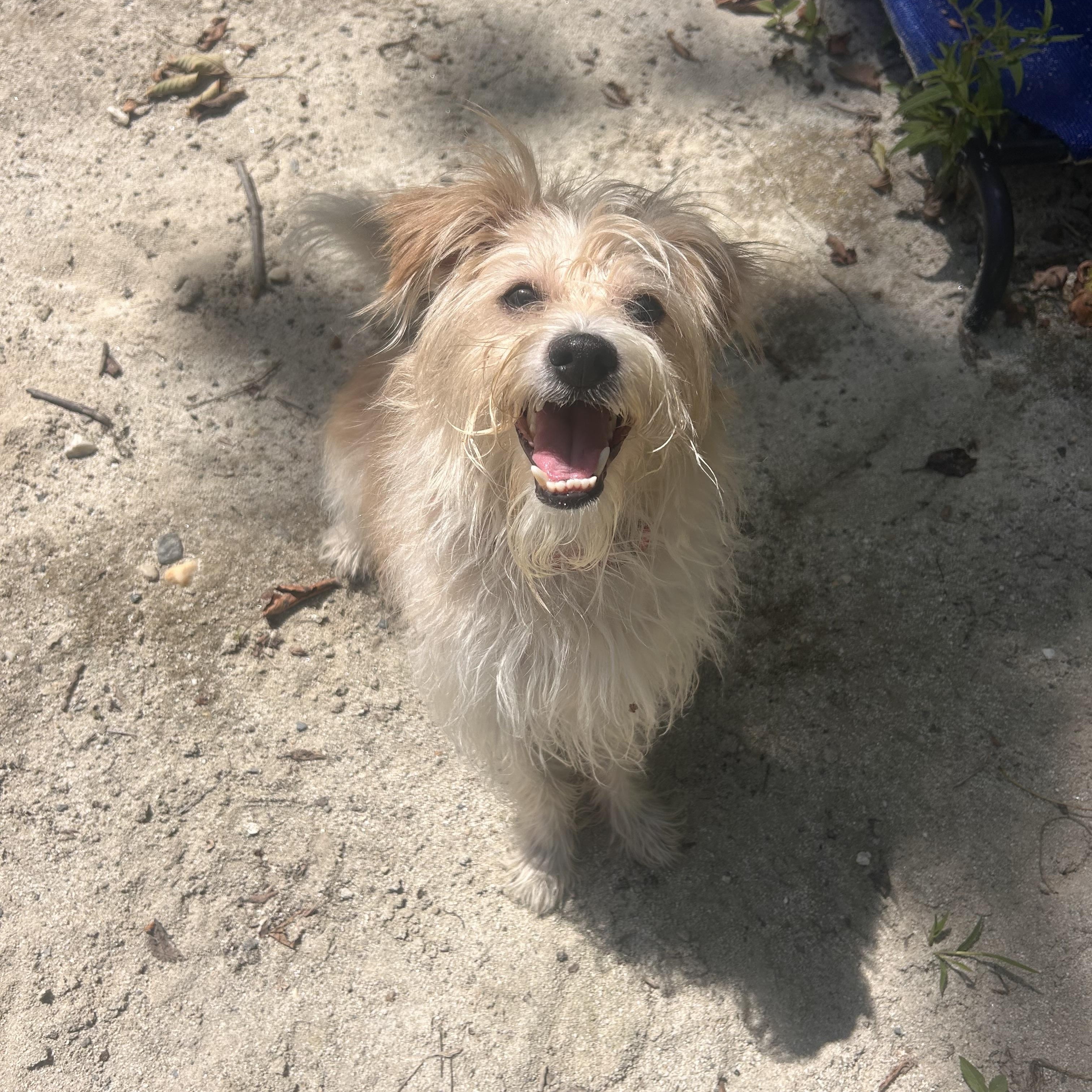 Enlarge Scrappy, a Adopted mixed breed in North Adams, MA image 1/1