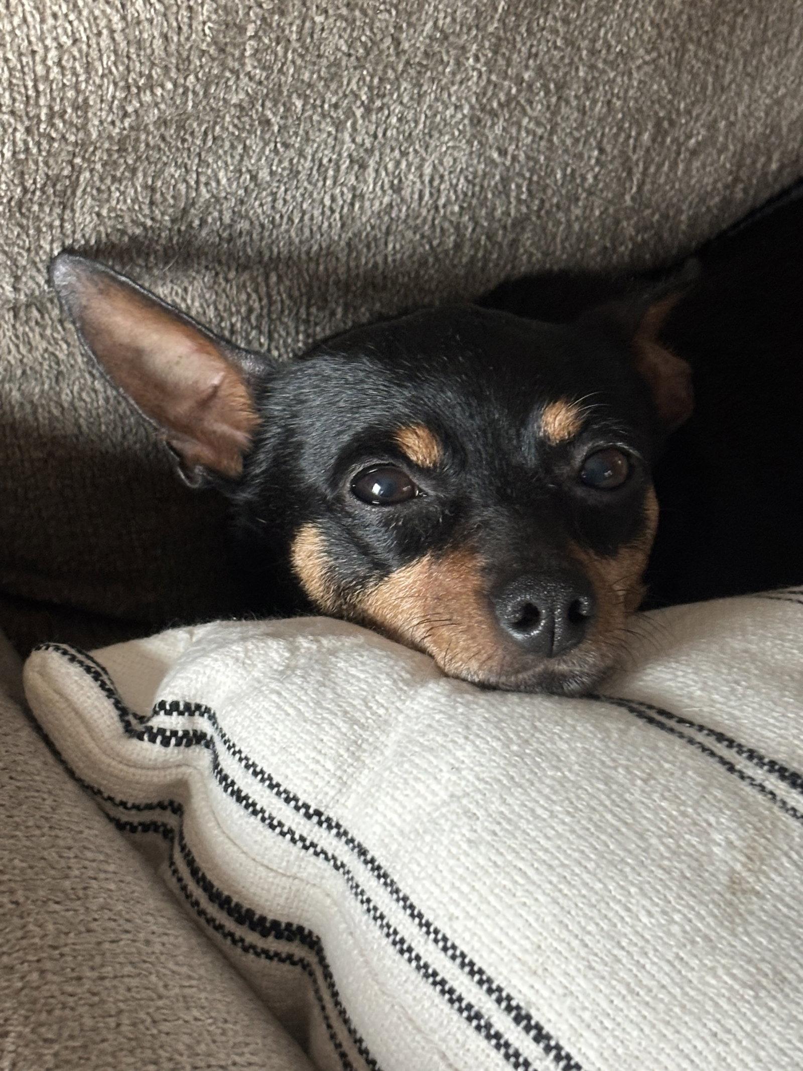 Haven, Adoptable, Adult Female Chihuahua & Miniature Pinscher.