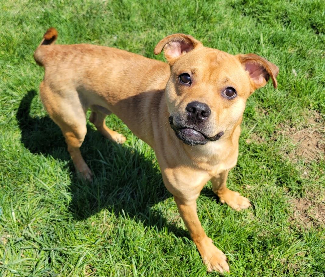 Monkey, ADOPTABLE, Young Male Boxer & Rottweiler.