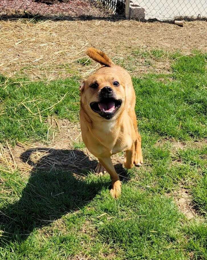 Monkey, a ADOPTABLE mixed breed in Lisbon, OH image 2/3