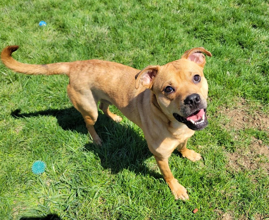 Monkey, a ADOPTABLE mixed breed in Lisbon, OH image 3/3