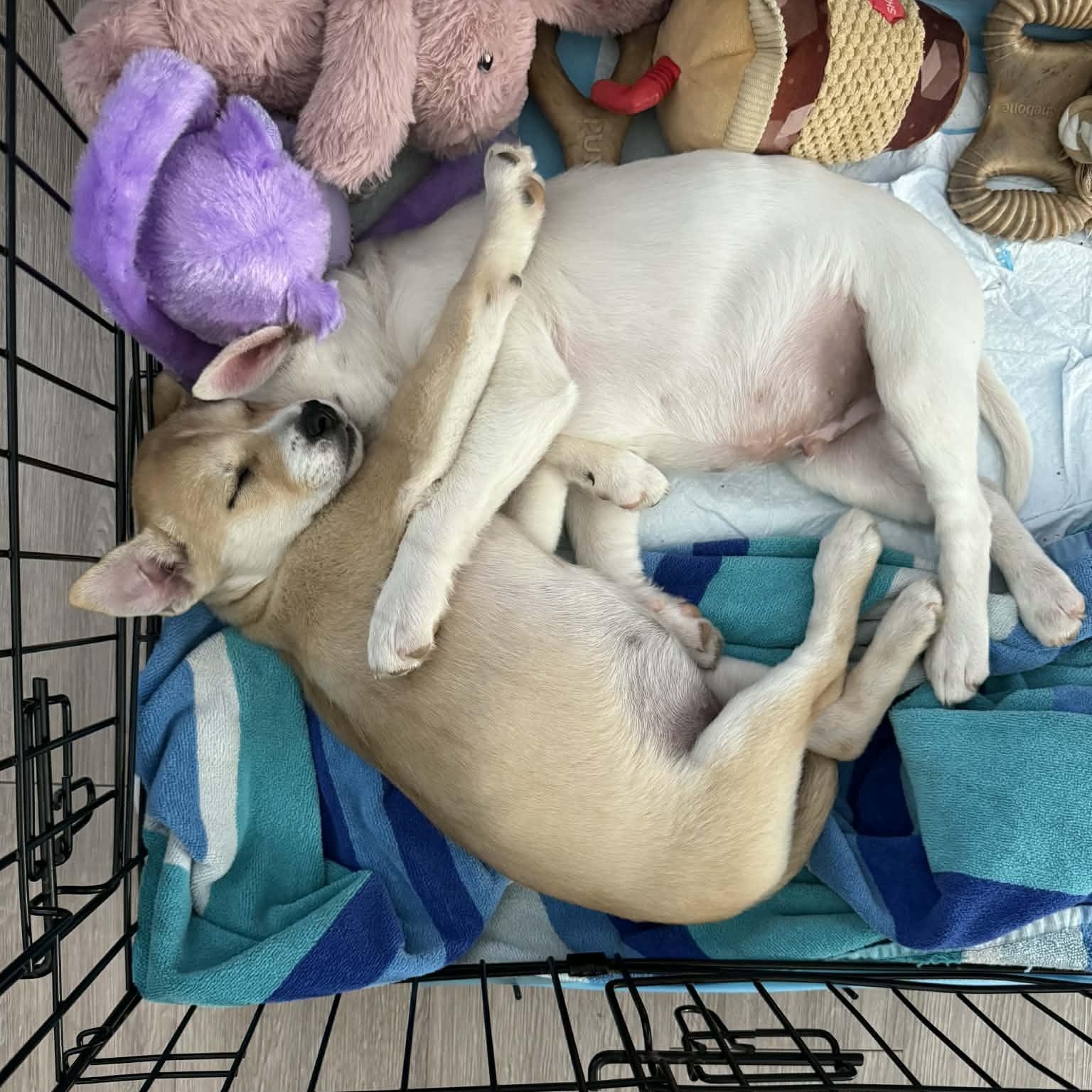 Penny, an adopted mixed breed in Mount Carroll, IL image 4/6