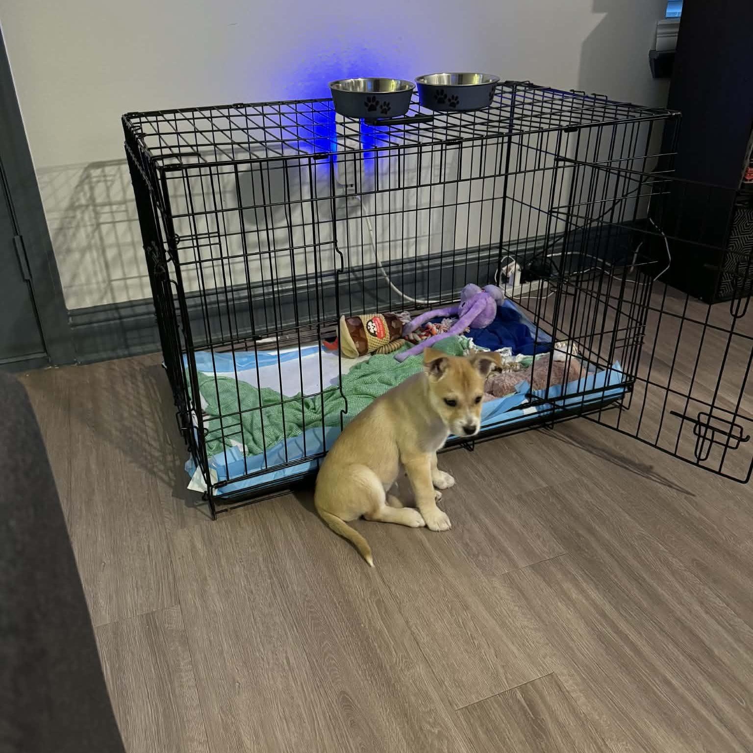 Penny, an adopted mixed breed in Mount Carroll, IL image 6/6