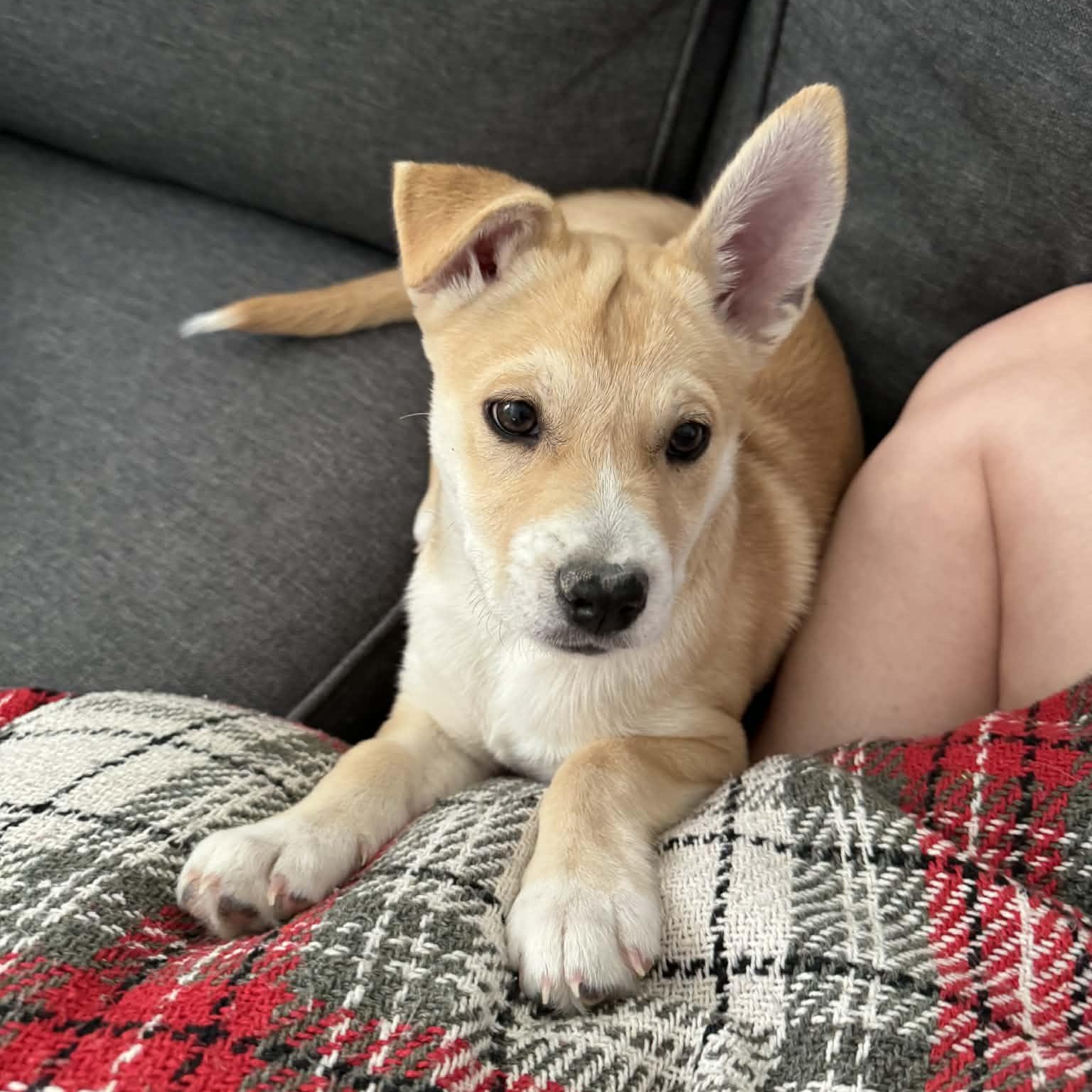 Penny, ADOPTABLE, Puppy Female Terrier.