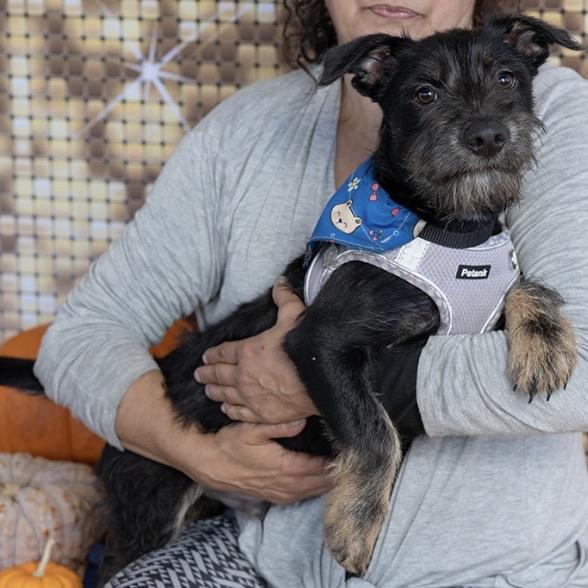 Enlarge Spikey Shark, a Adoptable mixed breed in Long Beach, CA image 2/3