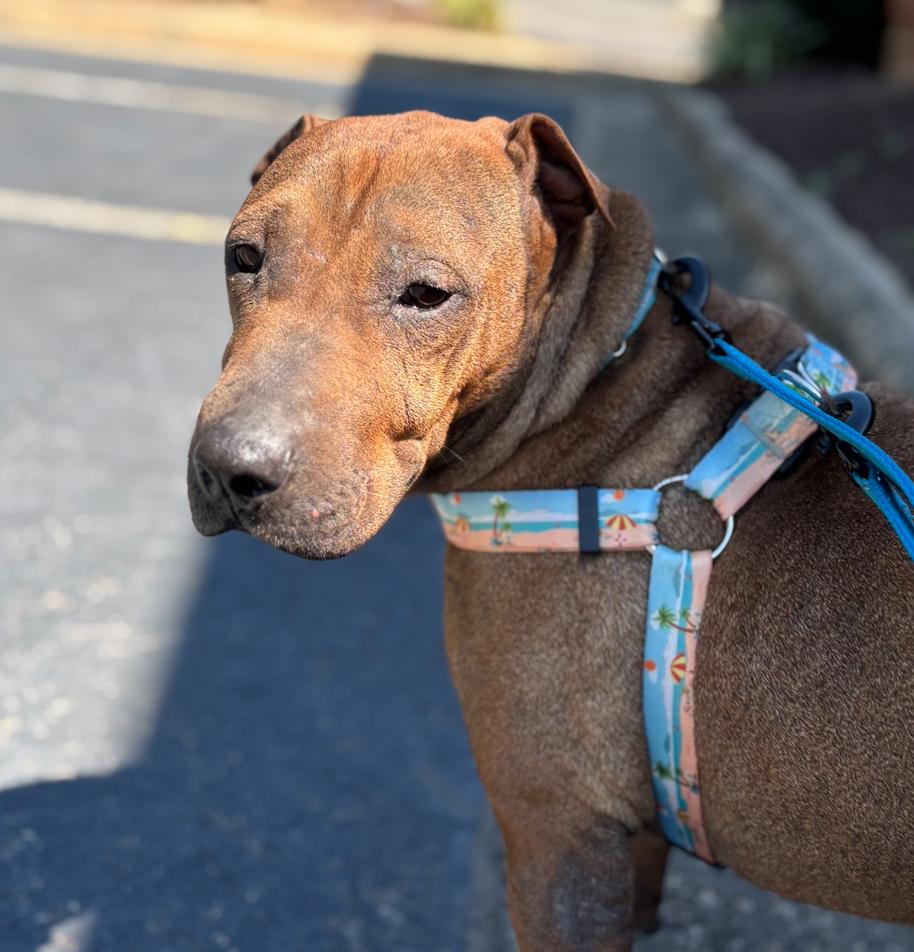 BEAU BO, adopted, Young Male Shar-Pei.