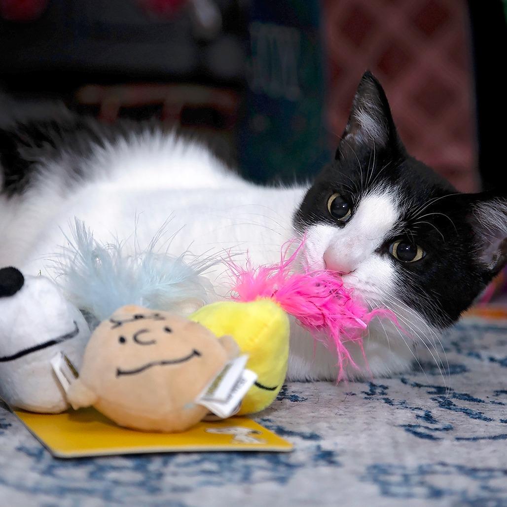 Dottie 2, a Adoptable Domestic Short Hair in Shorewood, IL image 2/6