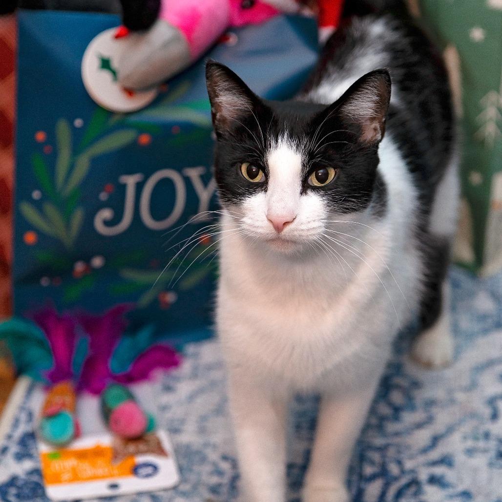 Dottie 2, a Adoptable Domestic Short Hair in Shorewood, IL image 4/6