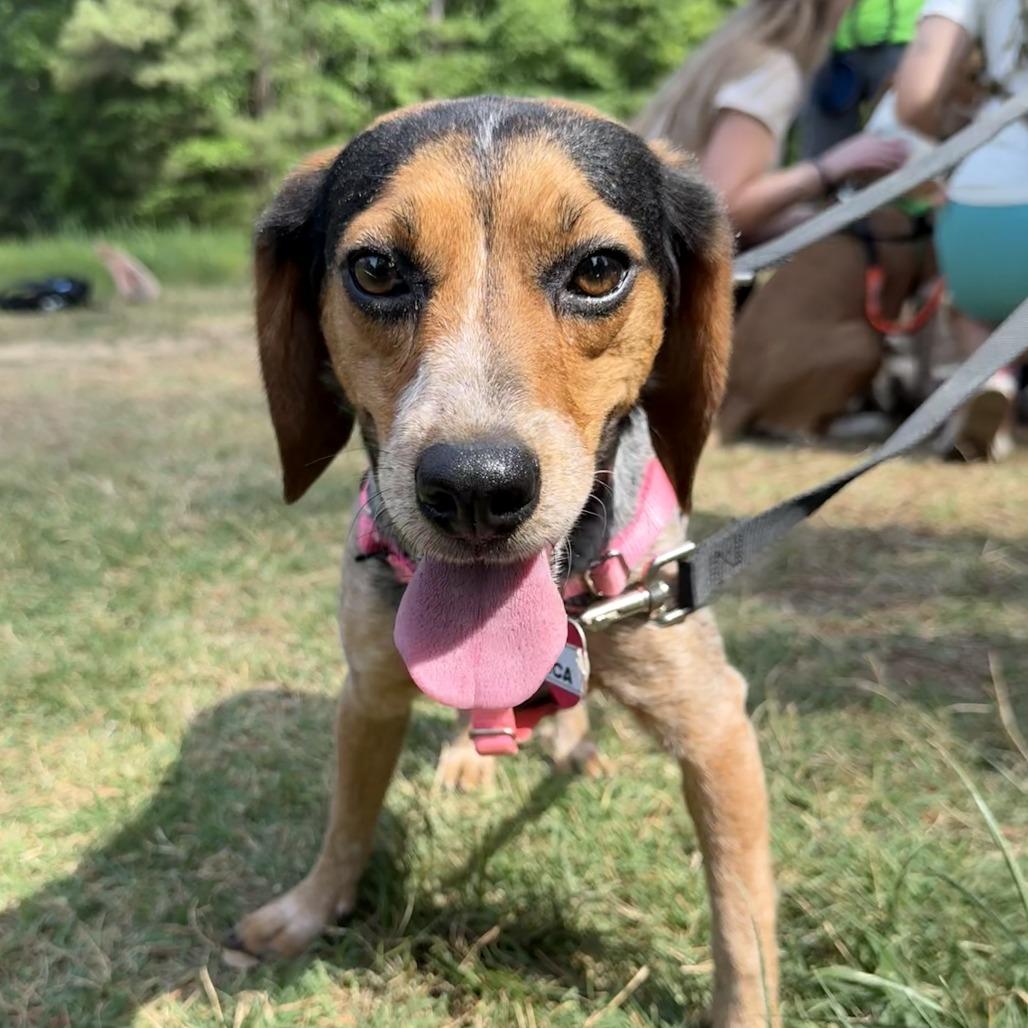 Enlarge Angelica, a Adoptable Beagle in Wake Forest, NC image 1/5