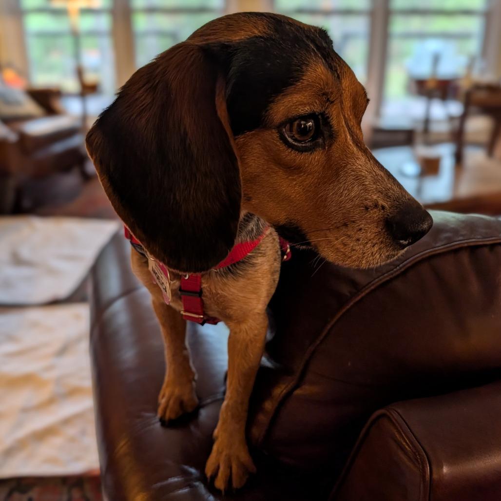 Enlarge Angelica, a Adoptable Beagle in Wake Forest, NC image 2/5