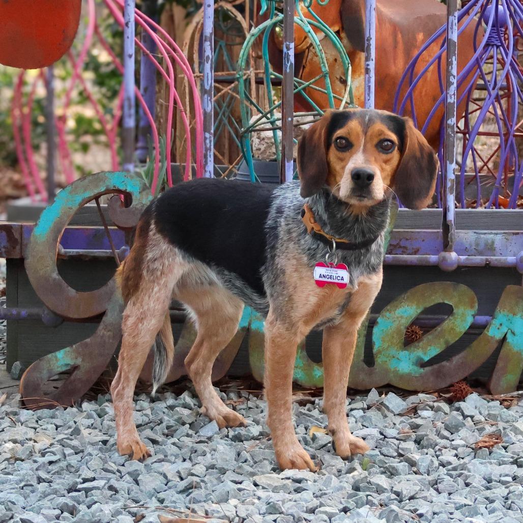 Angelica, Adoptable, Adult Female Beagle.