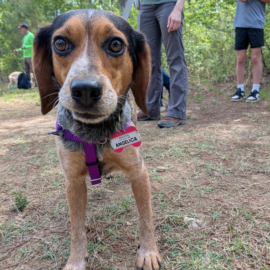Enlarge Angelica, a Adoptable Beagle in Wake Forest, NC image 4/5