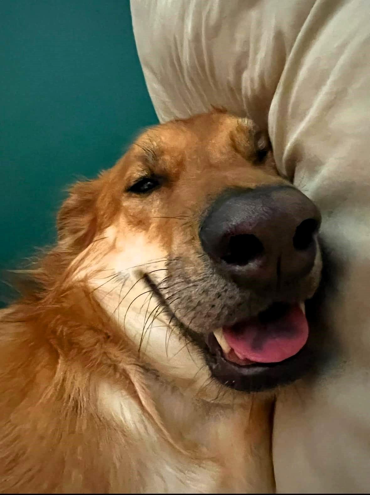 Enlarge Lu, an adoptable mixed breed in Concord, ON image 1/6