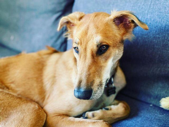 Enlarge Lu, an adoptable mixed breed in Concord, ON image 3/6