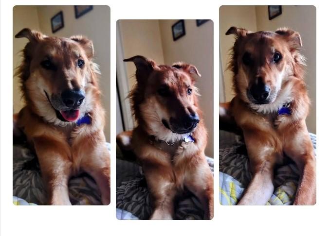 Enlarge Lu, an adoptable mixed breed in Concord, ON image 4/6