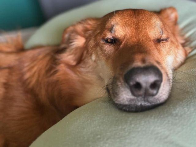 Enlarge Lu, an adoptable mixed breed in Concord, ON image 5/6