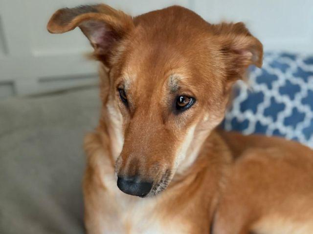 Enlarge Lu, an adoptable mixed breed in Concord, ON image 6/6
