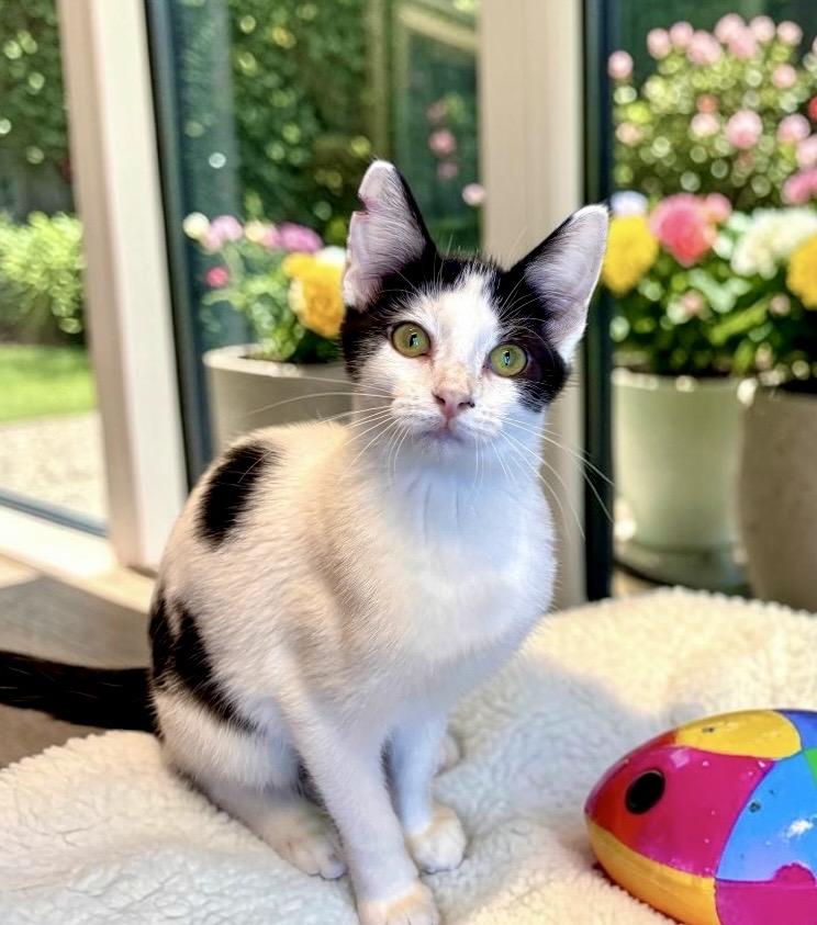 Enlarge Ruffles - KITTEN, a Adoptable Domestic Short Hair in Perry, IA image 3/5