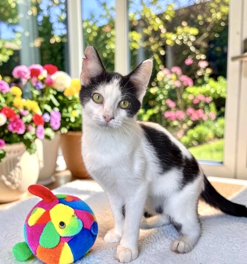 Enlarge Ruffles - KITTEN, a Adoptable Domestic Short Hair in Perry, IA image 2/5