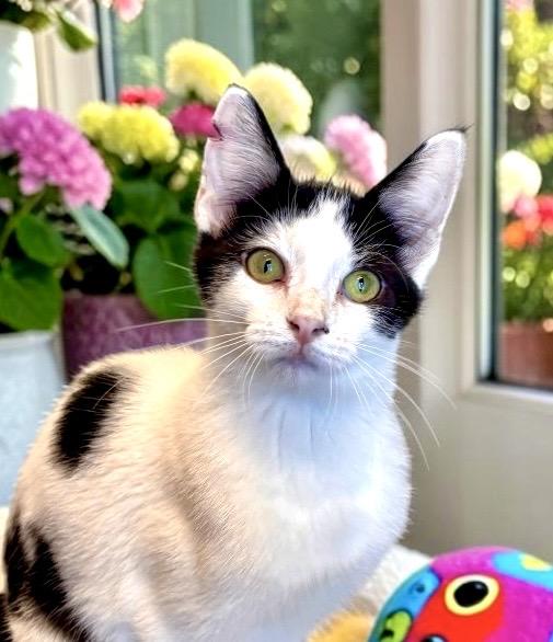 Ruffles - KITTEN, Adoptable, Kitten Female Domestic Short Hair.