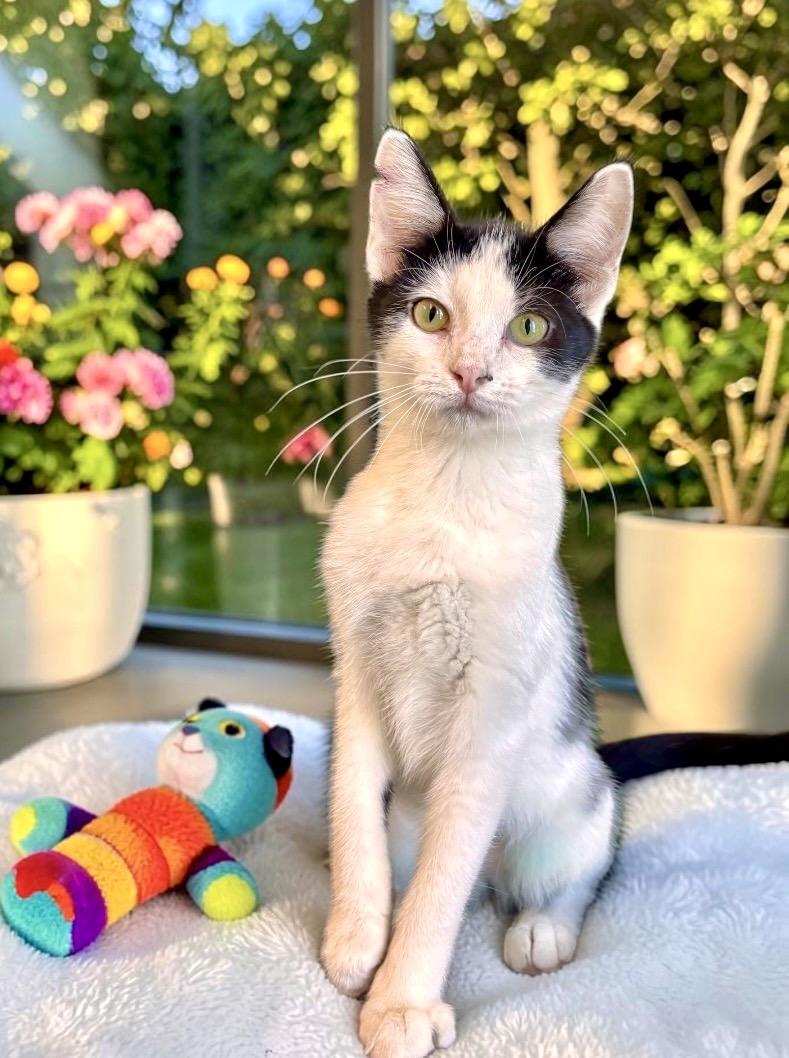 Enlarge Ruffles - KITTEN, a Adoptable Domestic Short Hair in Perry, IA image 5/5
