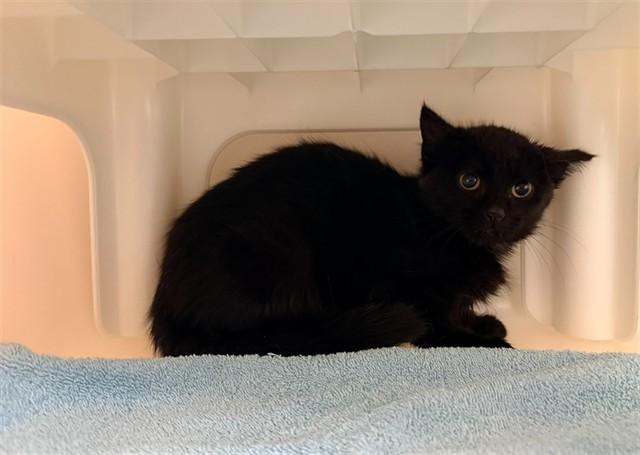 JEANETTE, Adoptable, Kitten Female Domestic Medium Hair.