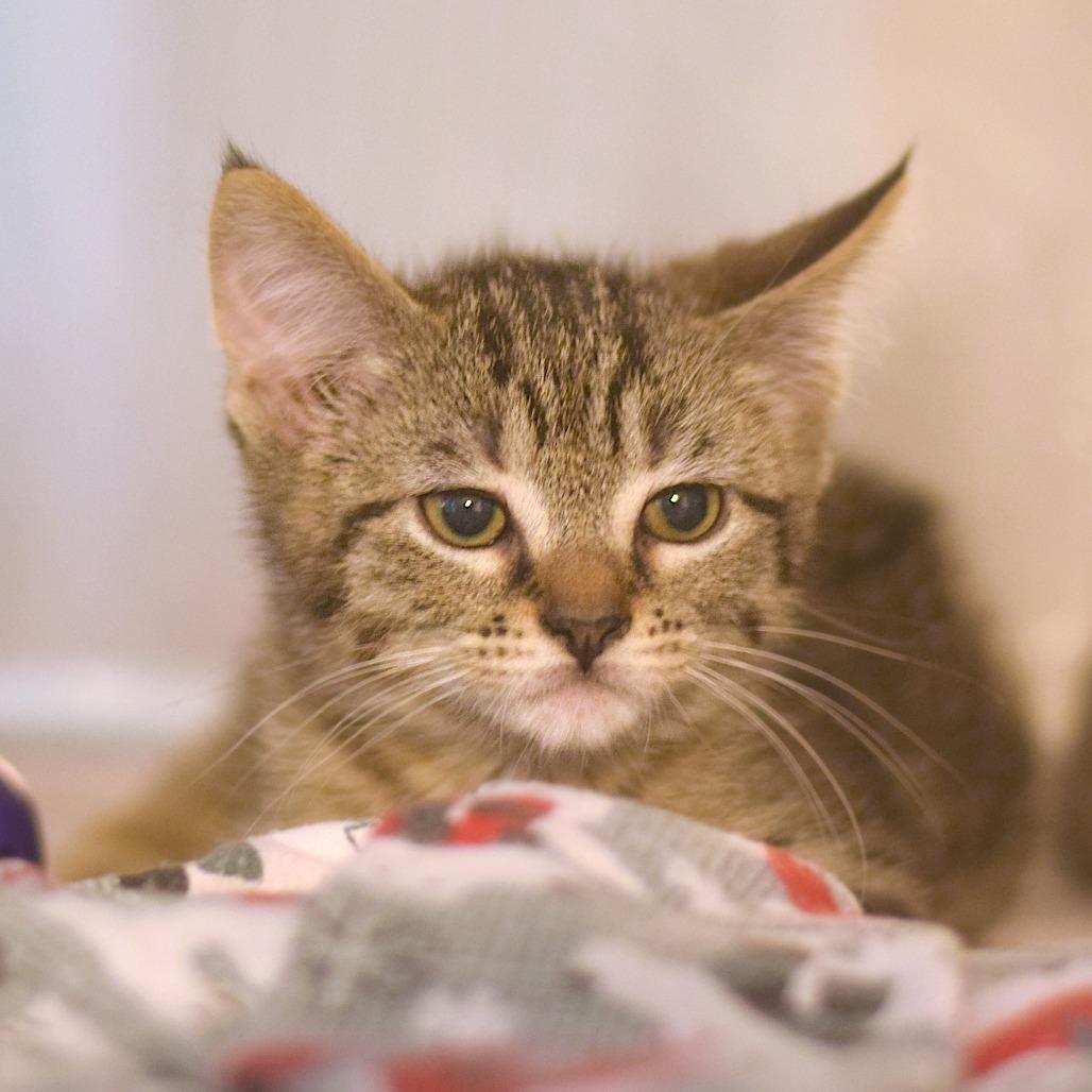 Enlarge Cinder - PetSmart Belleville, a Adoptable Domestic Medium Hair in Belleville, IL image 1/1