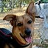 Kobe Renee, a Adoptable Shepherd in San Pablo, CA image 1/6