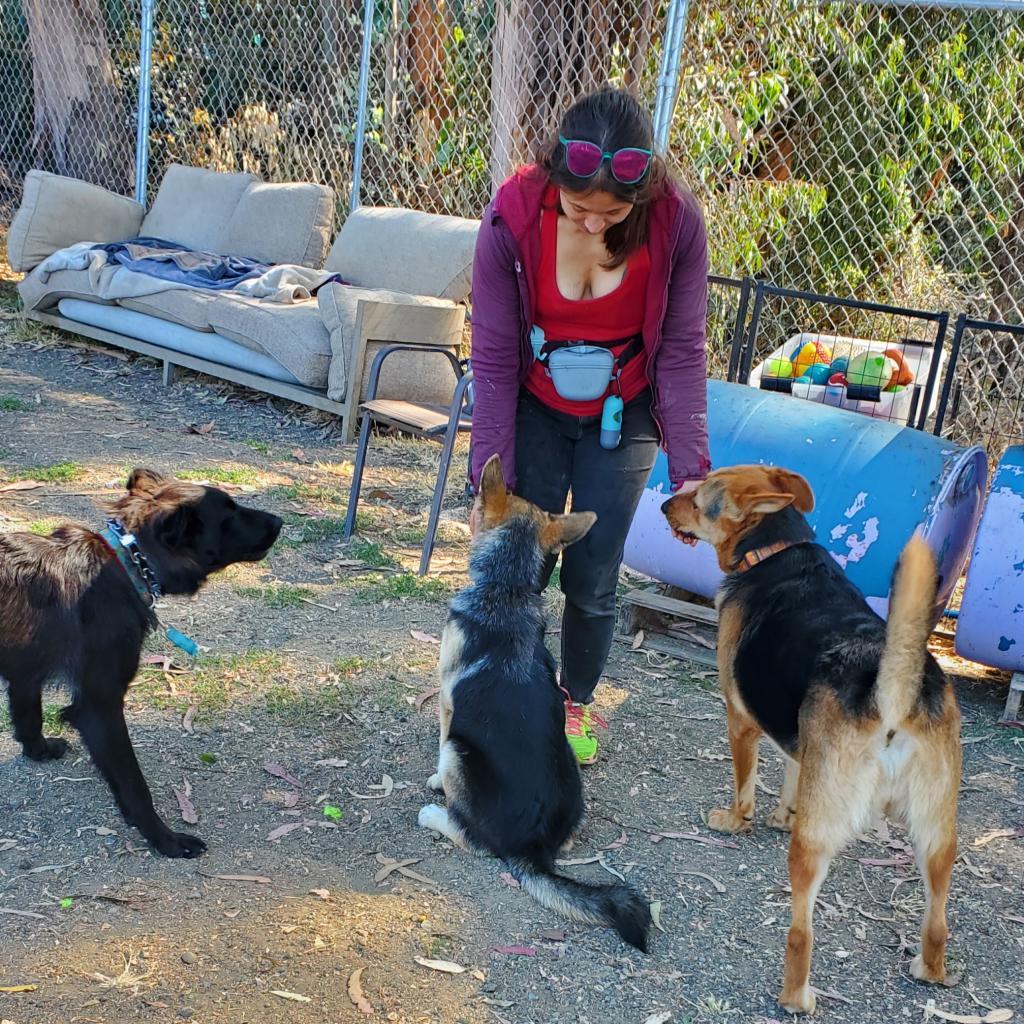 Kobe Renee, a Adoptable Shepherd in San Pablo, CA image 2/6