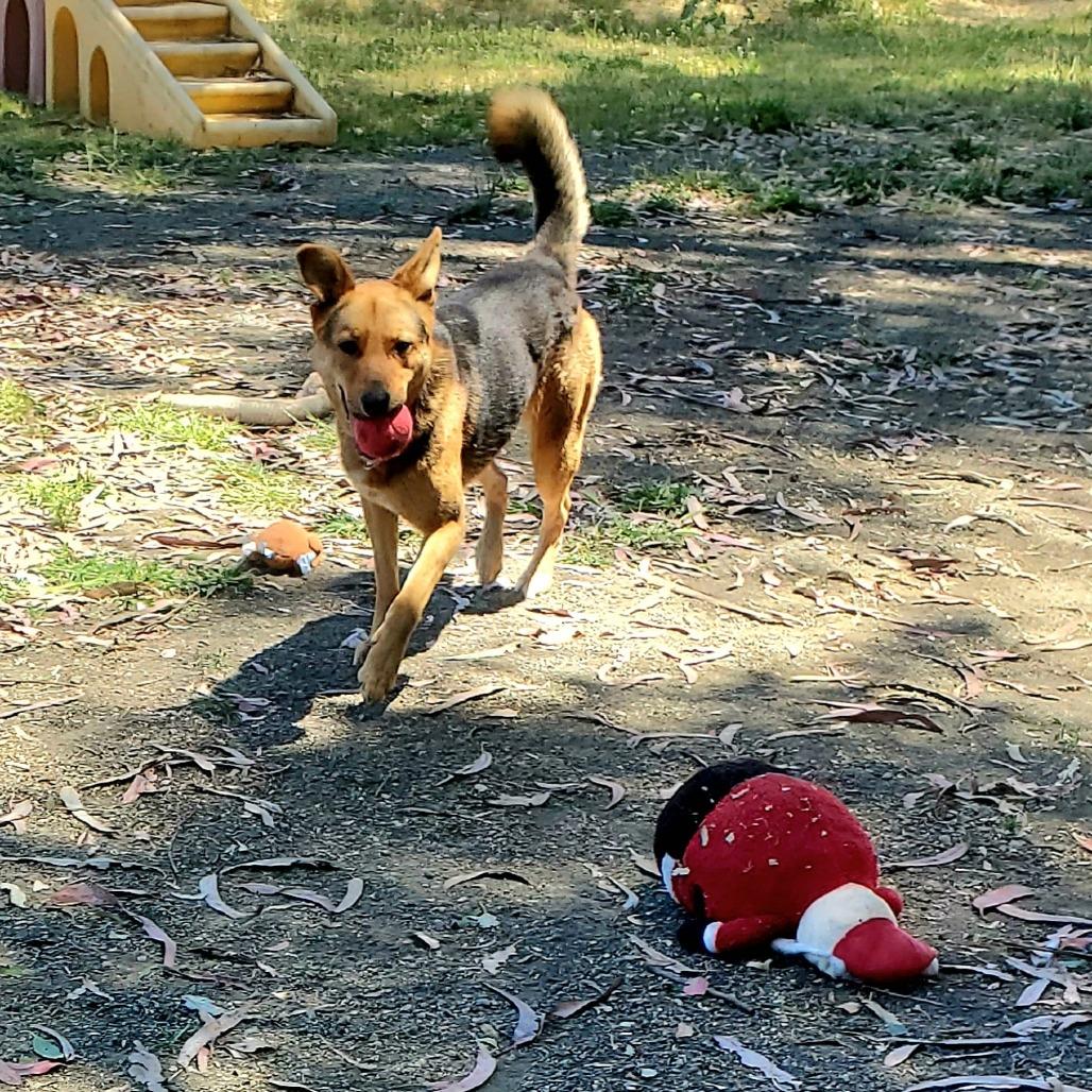 Kobe Renee, a Adoptable Shepherd in San Pablo, CA image 1/6