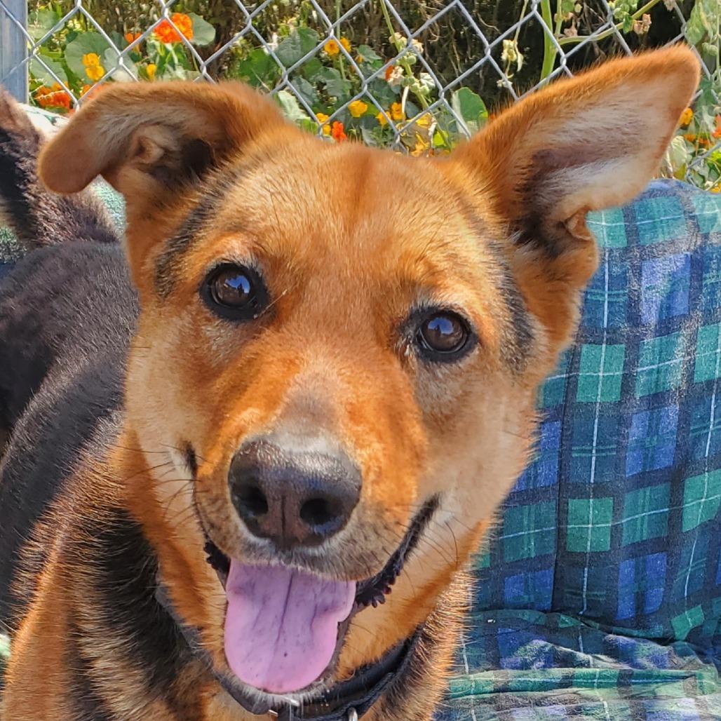 Kobe Renee, Adoptable, Adult Female Shepherd.