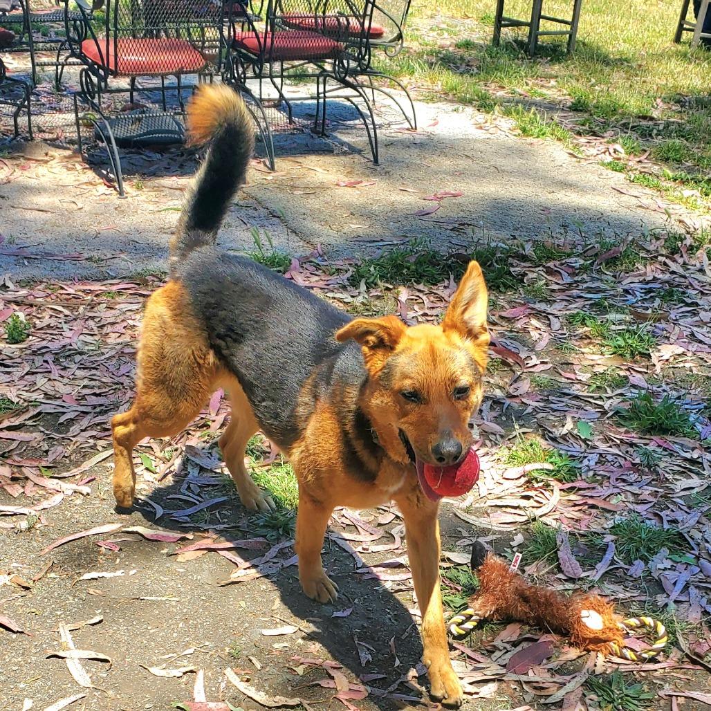 Kobe Renee, a Adoptable Shepherd in San Pablo, CA image 4/6