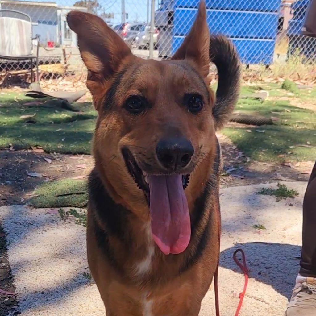 Kobe Renee, a Adoptable Shepherd in San Pablo, CA image 5/6