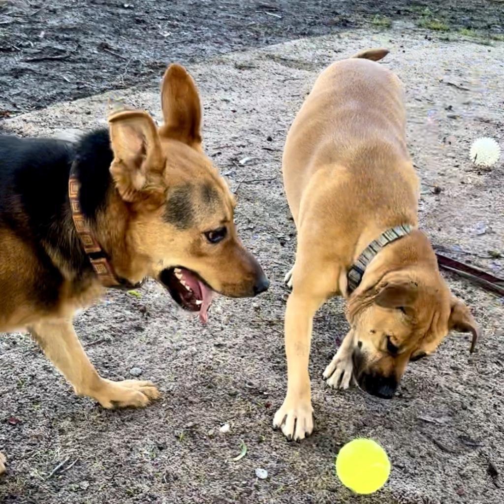 Kobe Renee, a Adoptable Shepherd in San Pablo, CA image 4/6