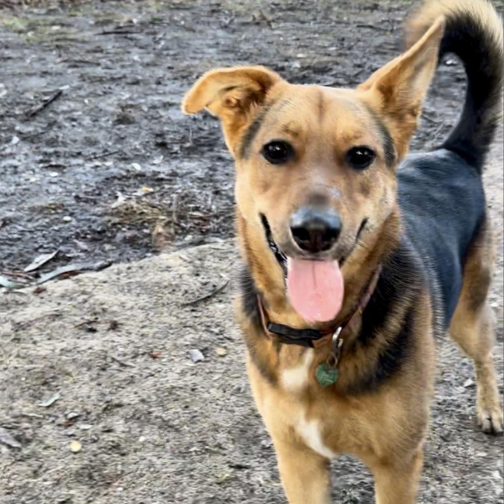 Kobe Renee, a Adoptable Shepherd in San Pablo, CA image 5/6