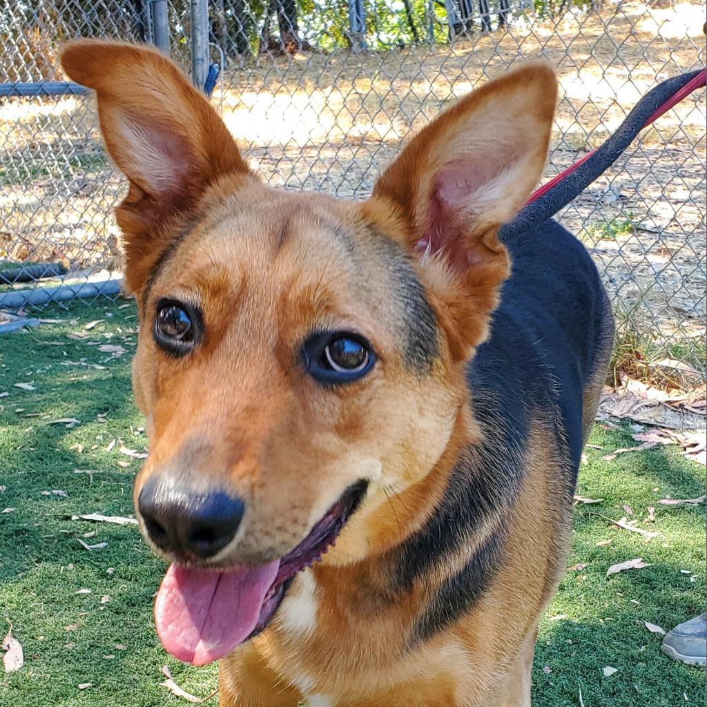 Kobe Renee, a Adoptable Shepherd in San Pablo, CA image 6/6