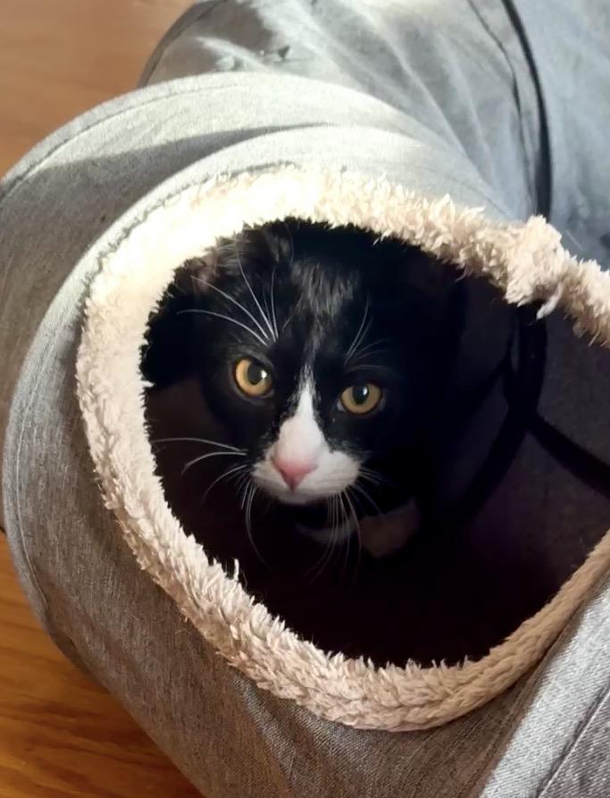 Enlarge Braidy & Briar, a Adoptable Domestic Short Hair in Andover, CT image 3/6