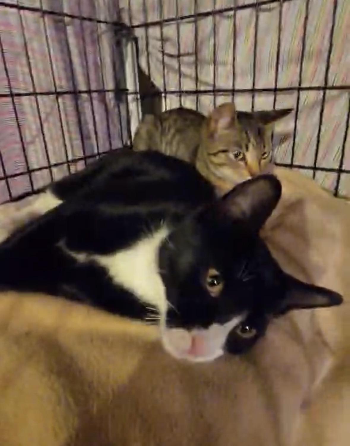 Enlarge Braidy & Briar, a Adoptable Domestic Short Hair in Andover, CT image 2/6